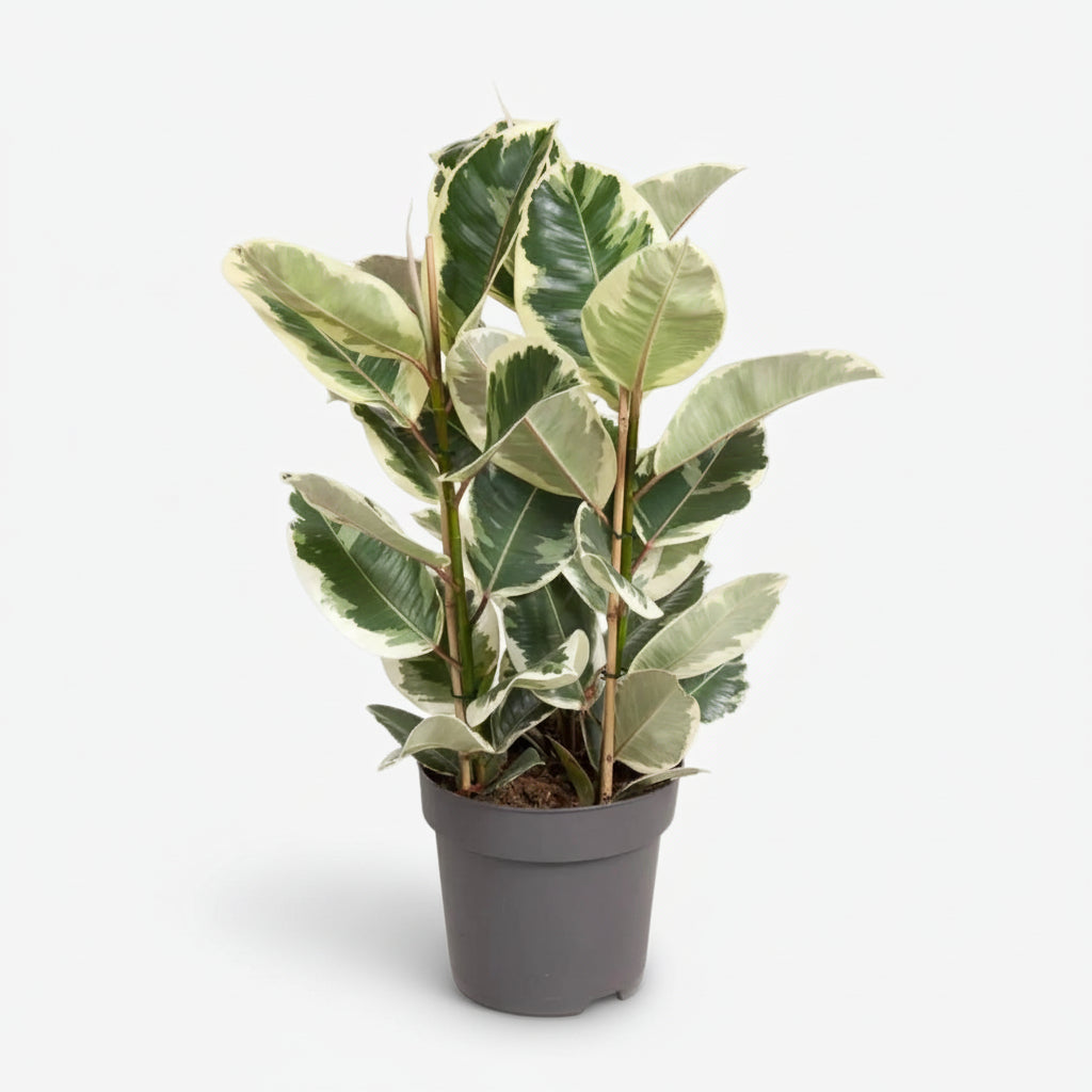 Ficus Elastica Tineke — Caucho jaspeado - Verdeia - 6