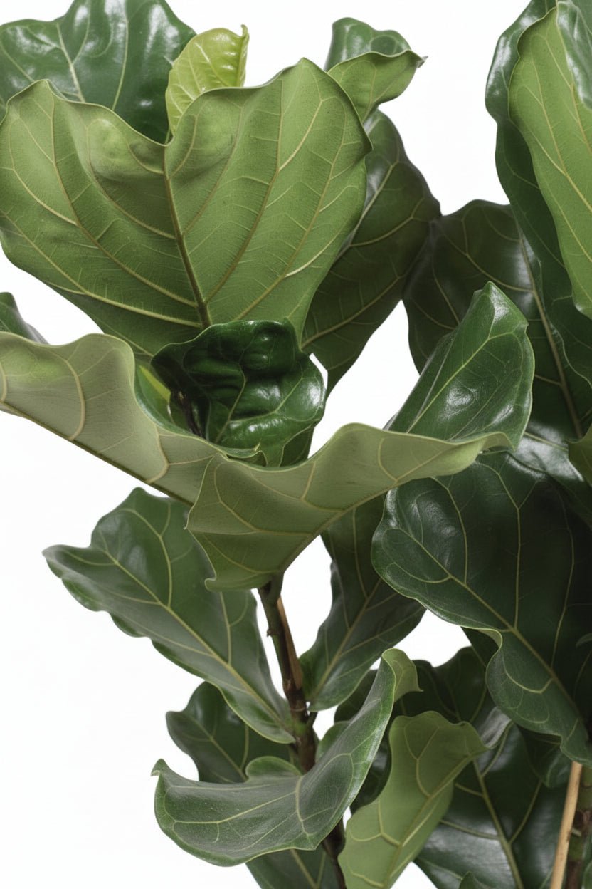 Ficus lyrata (Ficus lyre touffu) H100 cm | Pot Ø27 cm - Verdeia - 2