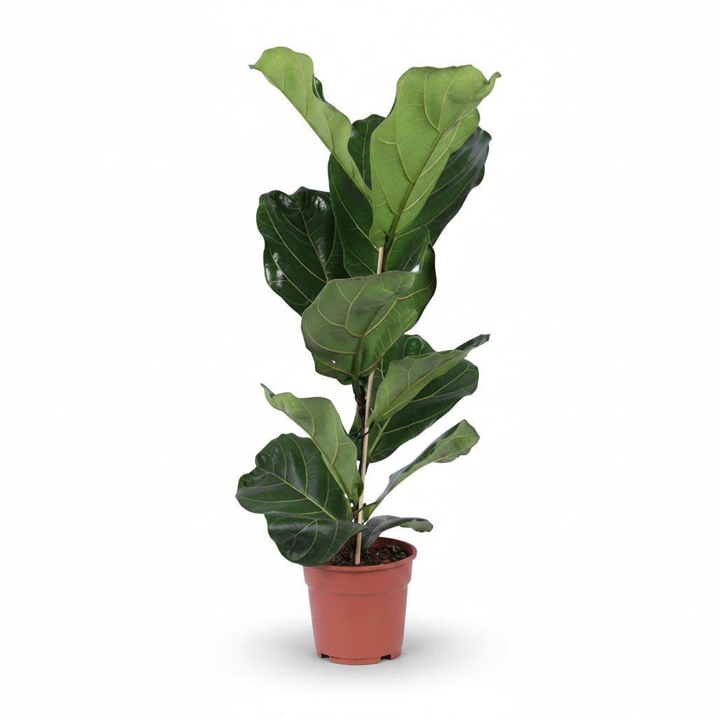 Ficus lyrata (Ficus lyre) - Verdeia - 3