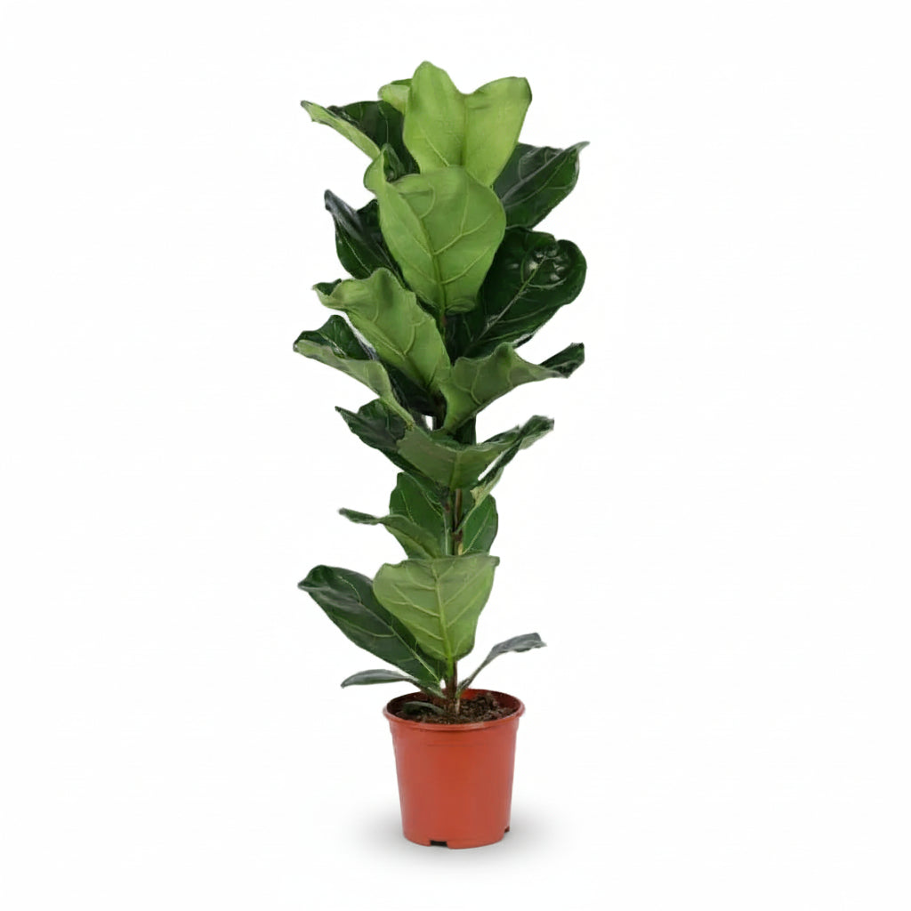 Ficus lyrata větvený – Interiérový fíkovník lyra - Verdeia - 6