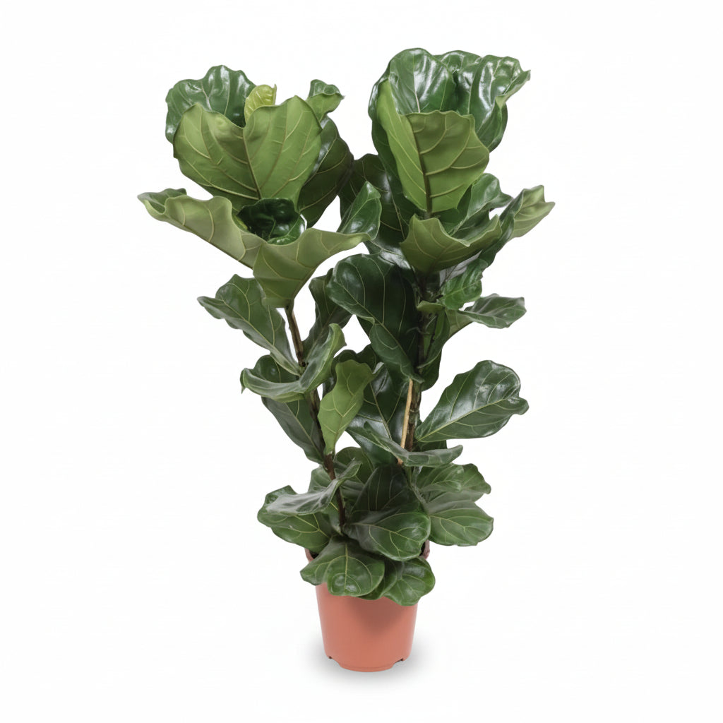Ficus lyrata rozvětvený – Interiérový fíkovník lyra - Verdeia - 8