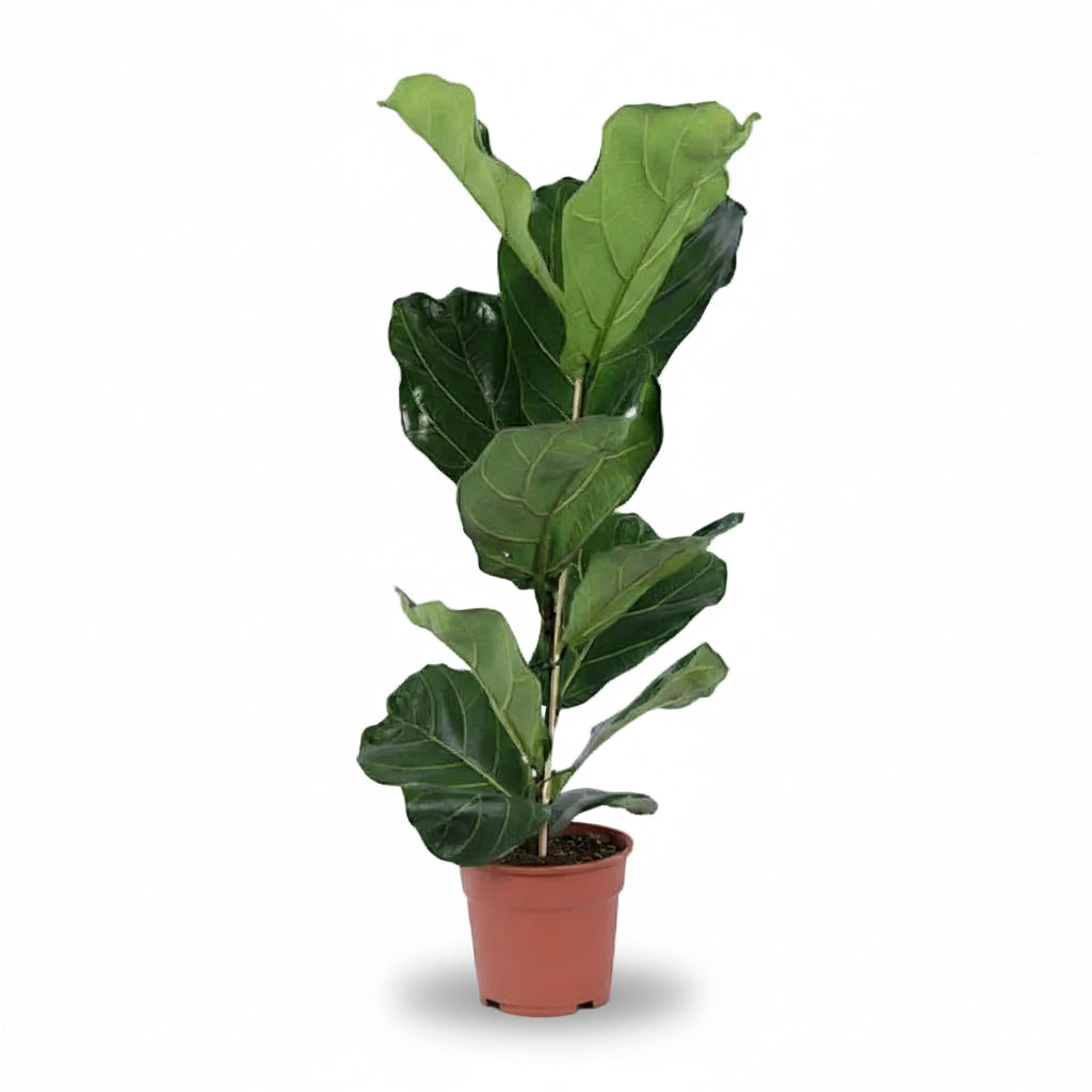 Ficus lyrata větvený – Interiérový fíkovník lyra - Verdeia - 4