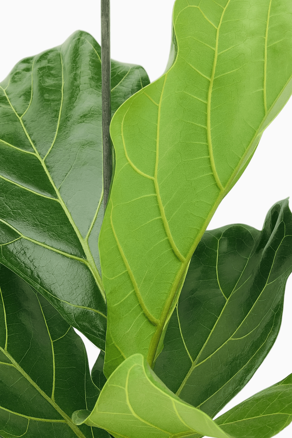 Ficus lyrata ramificado – Ficus lira de interior - Verdeia - 2