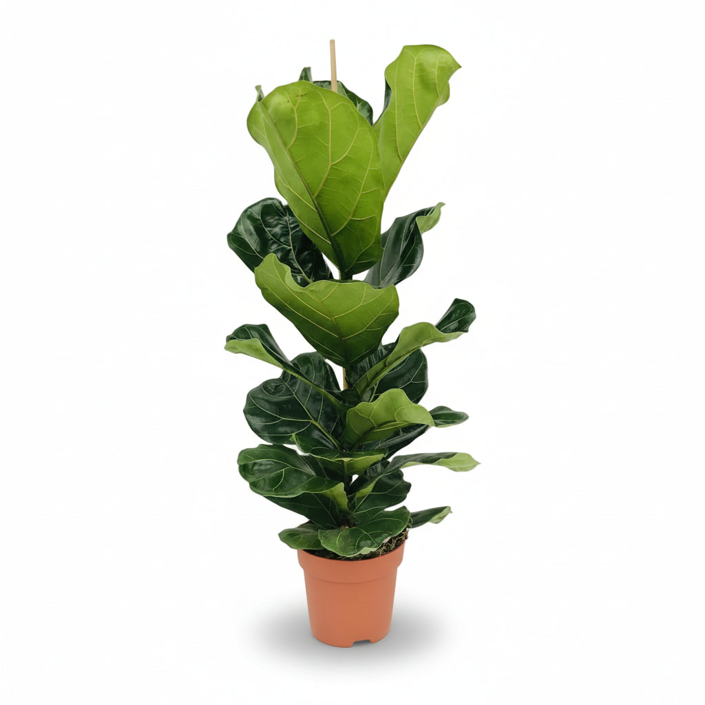 Ficus lyrata větvený – Interiérový fíkovník lyra - Verdeia - 7