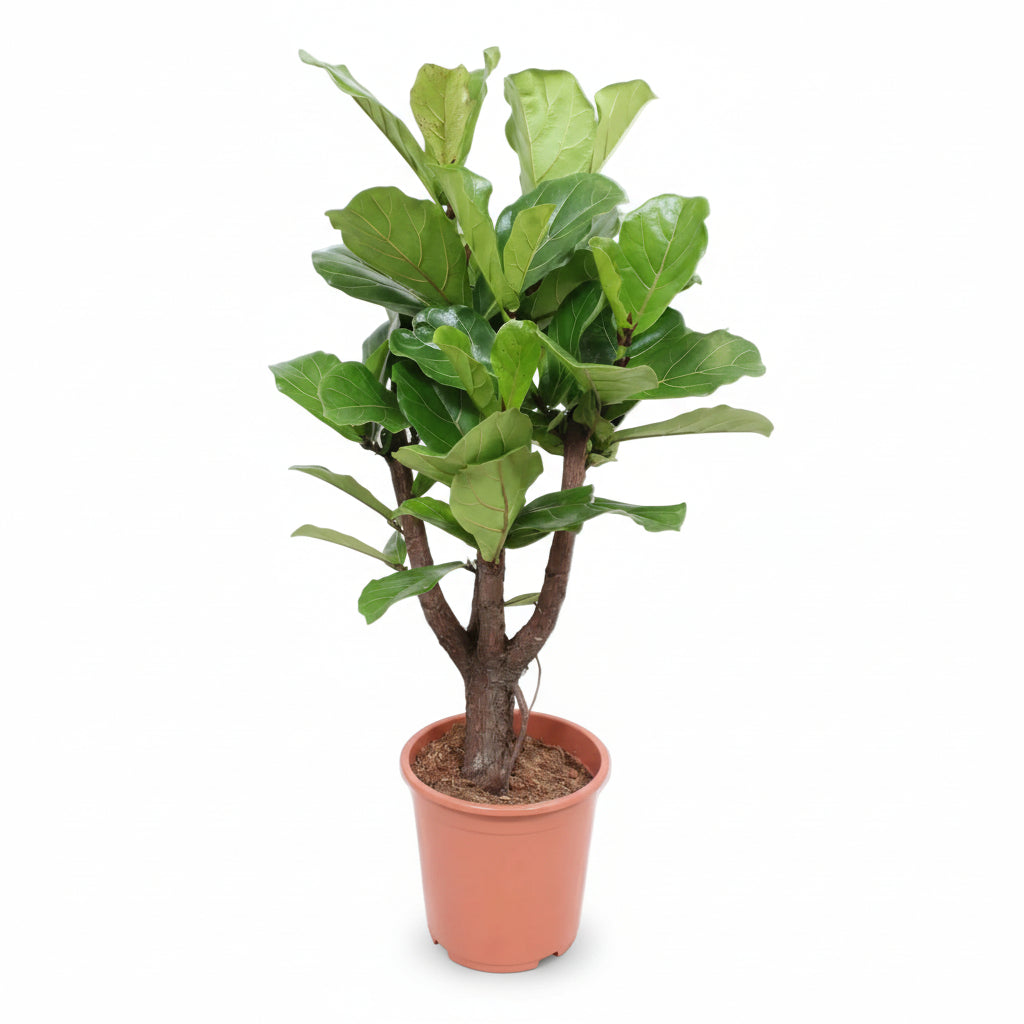 Ficus lyrata větvený – Interiérový fíkovník lyra - Verdeia - 9