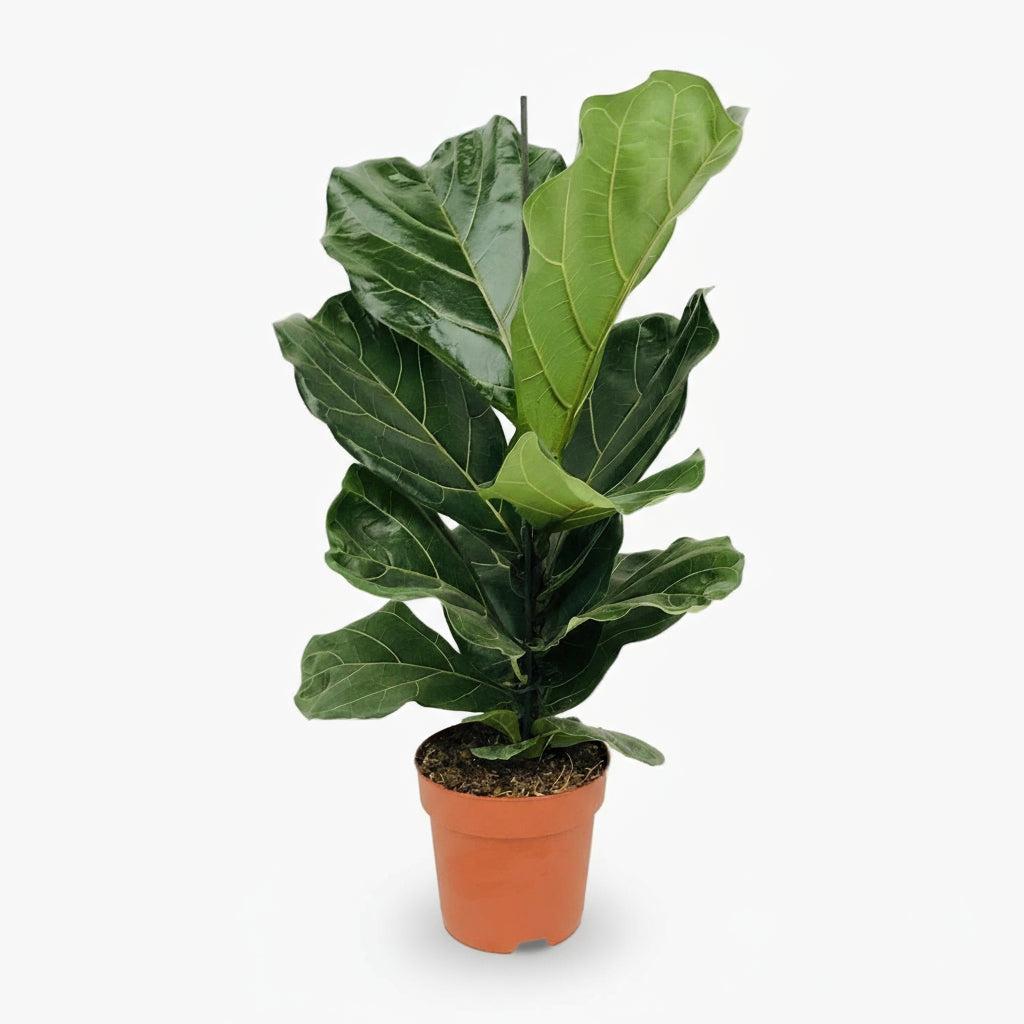 Ficus lyrata ramificado – Ficus lira de interior - Verdeia - 1