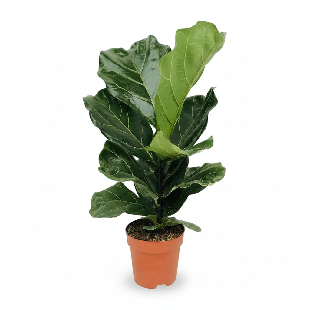 Ficus lyrata větvený – Interiérový fíkovník lyra - Verdeia - 1