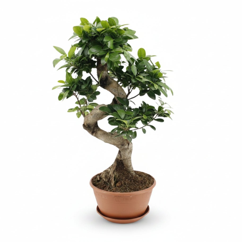 Ficus microcarpa &
