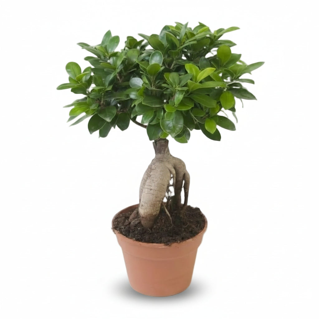 Ficus microcarpa &