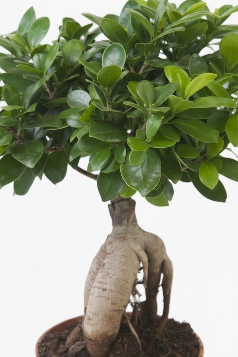 Ficus microcarpa &