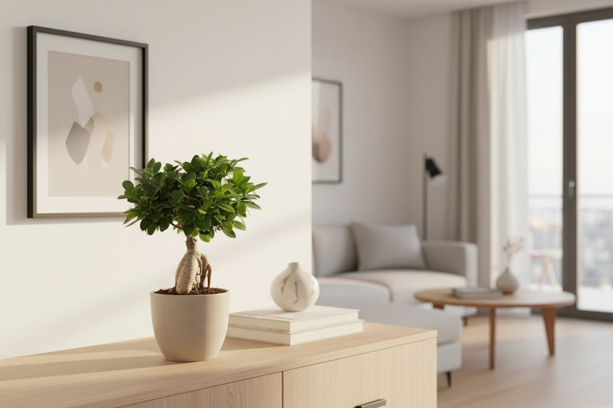 Ficus microcarpa &