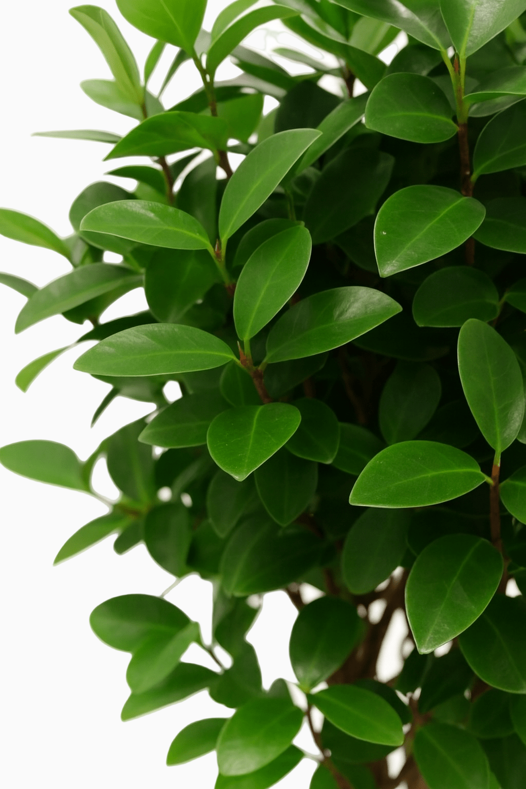 Ficus microcarpa &