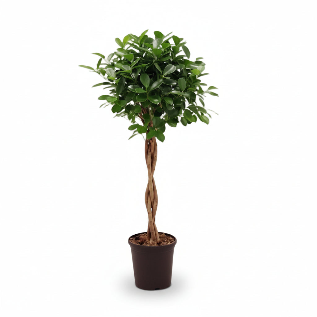 Ficus microcarpa &