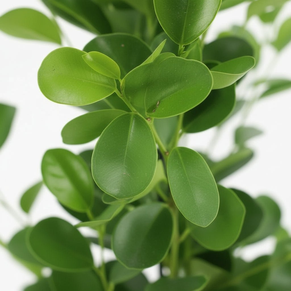 Ficus Microcarpa Moclame – Ø21 cm – H95 cm - Verdeia - 2