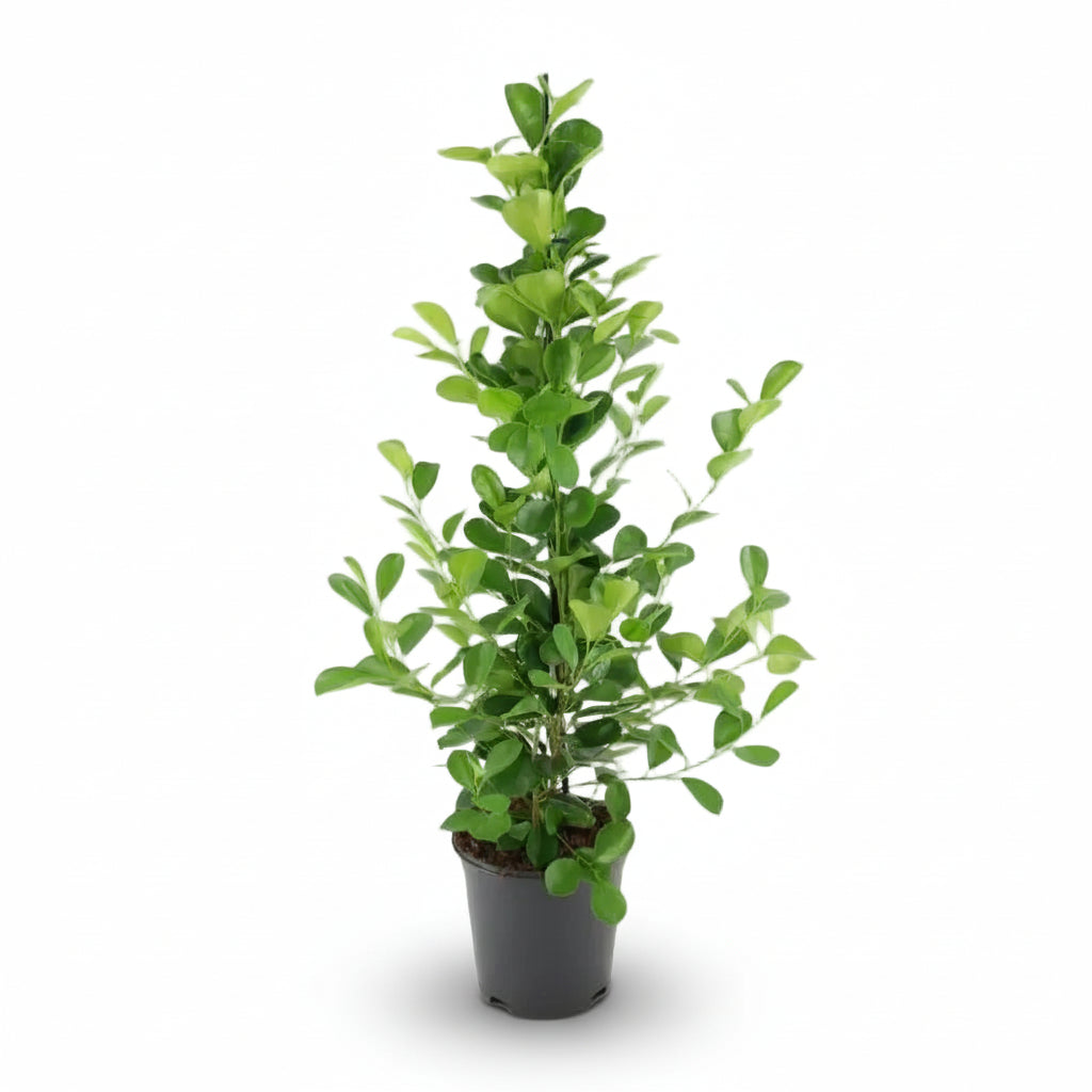 Ficus Microcarpa Moclame – Ø21 cm – V95 cm - Verdeia - 1