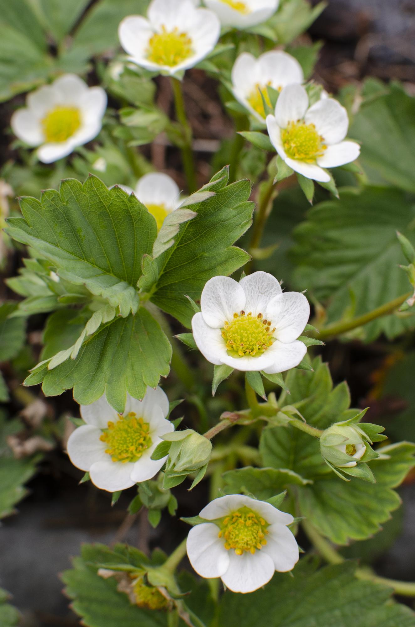 Fragaria x ananassa &