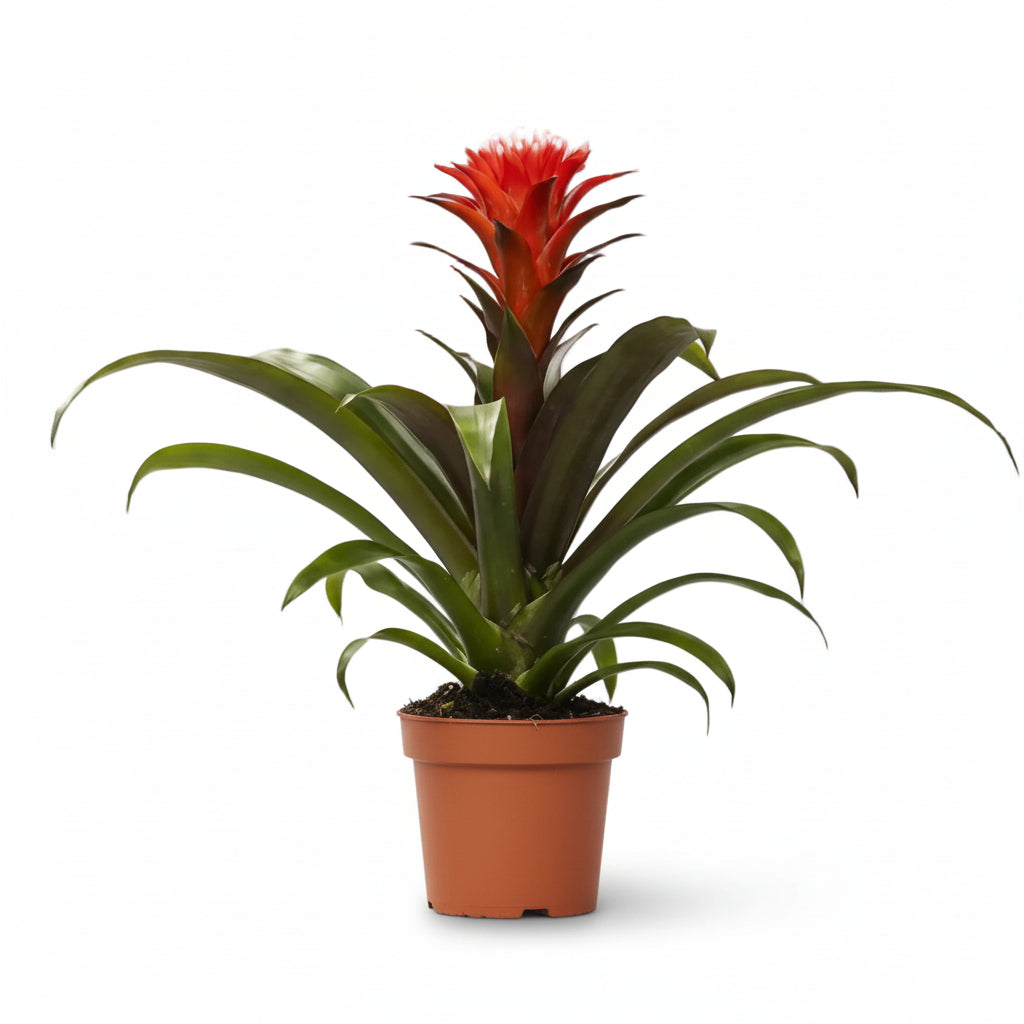 Guzmania Hope – Ø12 cm – H40 cm – Verdeia – 1