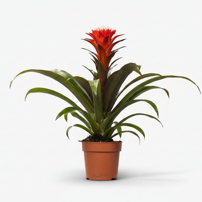 Guzmania Hope - Ø12cm - H40cm - Verdeia - 1