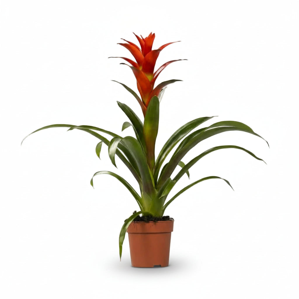 Guzmania Ostara - Ø12cm - H45cm - Verdeia - 1