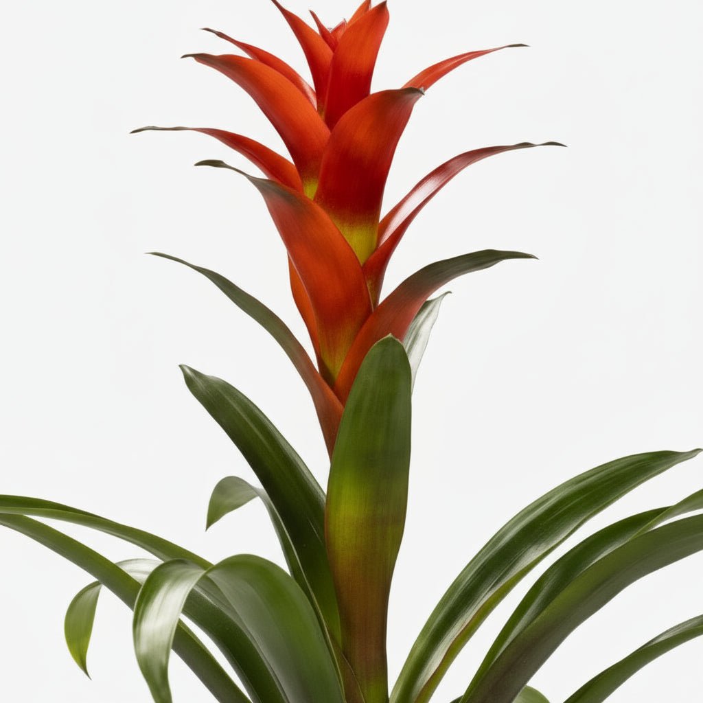 Guzmania Ostara – Ø12 cm – H45 cm - Verdeia - 2