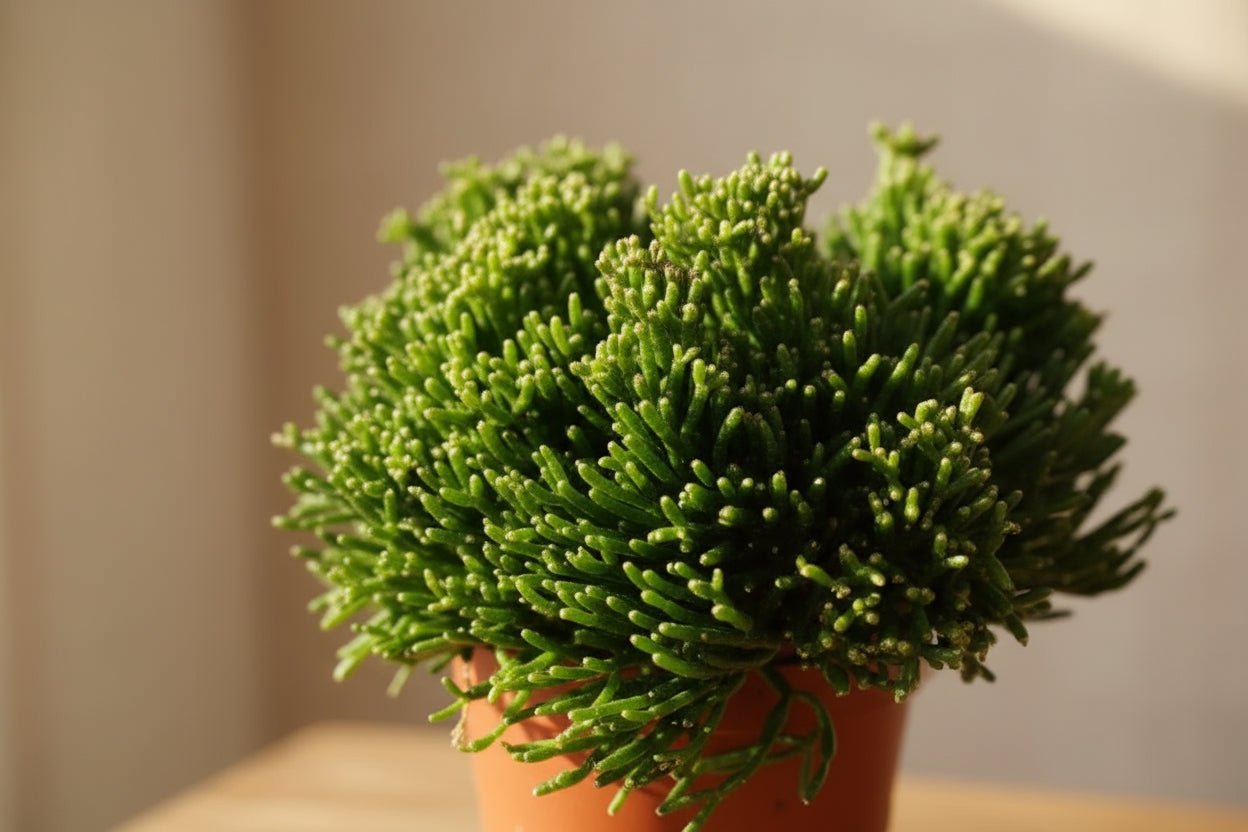 Hatiora Salicorniodes - 12 x 15 cm - Verdeia - 2