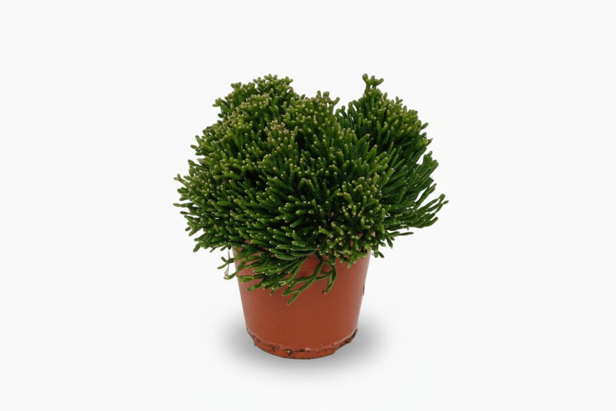 Hatiora Salicorniodes - 12 x 15 cm - Verdeia - 1