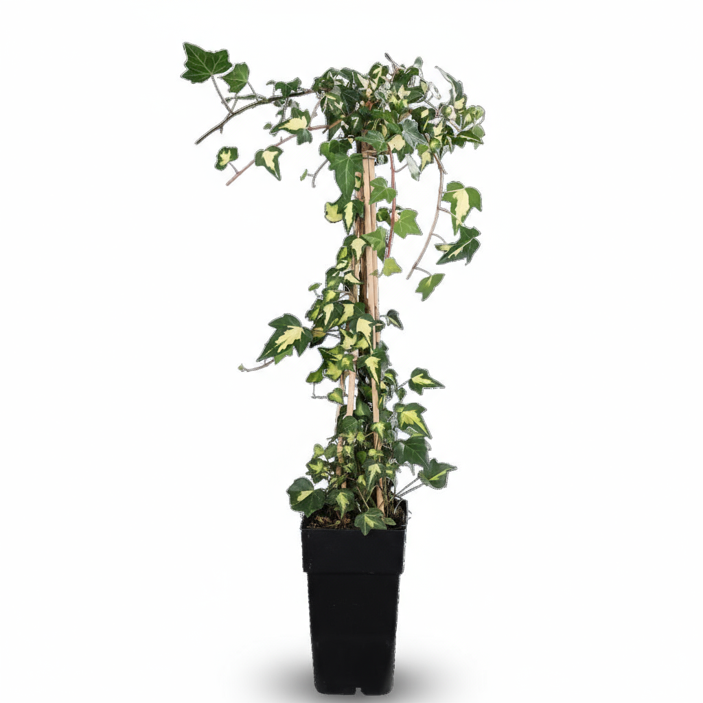 Hedera colchica ‘Dentata Variegata’ – Hiedra panaché – D15cm x A65cm - Verdeia - 1