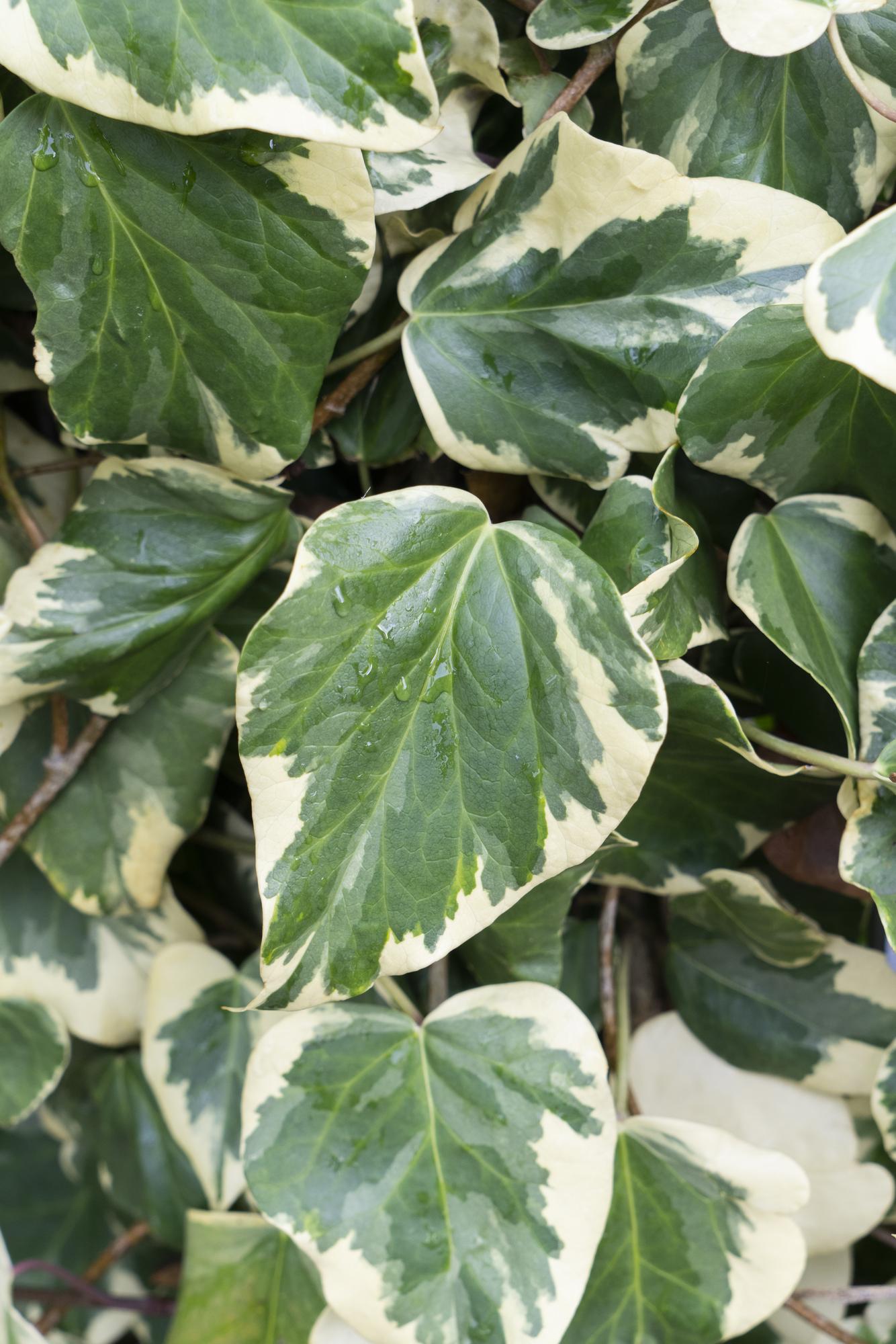 Hedera colchica ‘Dentata Variegata’ – Lierre panaché – D15cm x H65cm - Verdeia