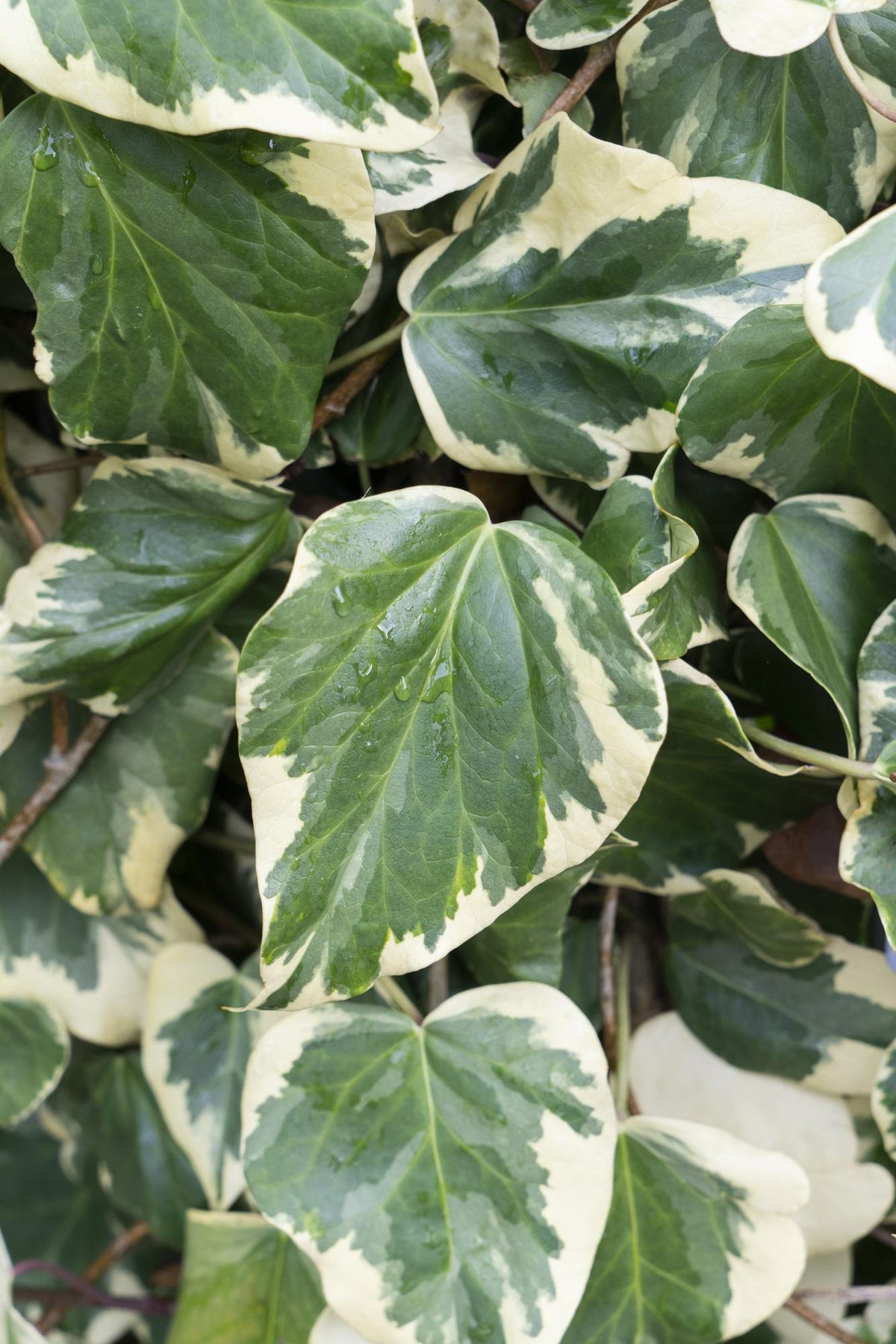 Hedera colchica ‘Dentata Variegata’ – Heura variegada – D15cm x H65cm - Verdeia - 2