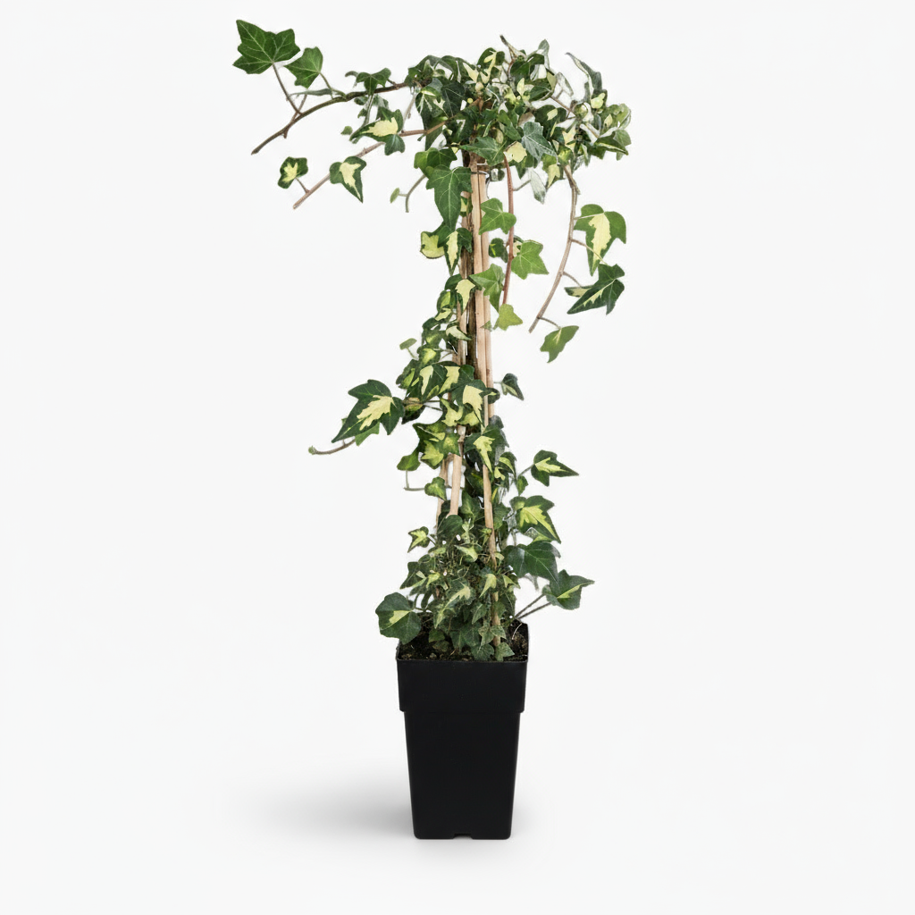 Hedera helix ‘Goldheart’ – Lierre panaché persistant – D15 x H65 cm - Verdeia - 1