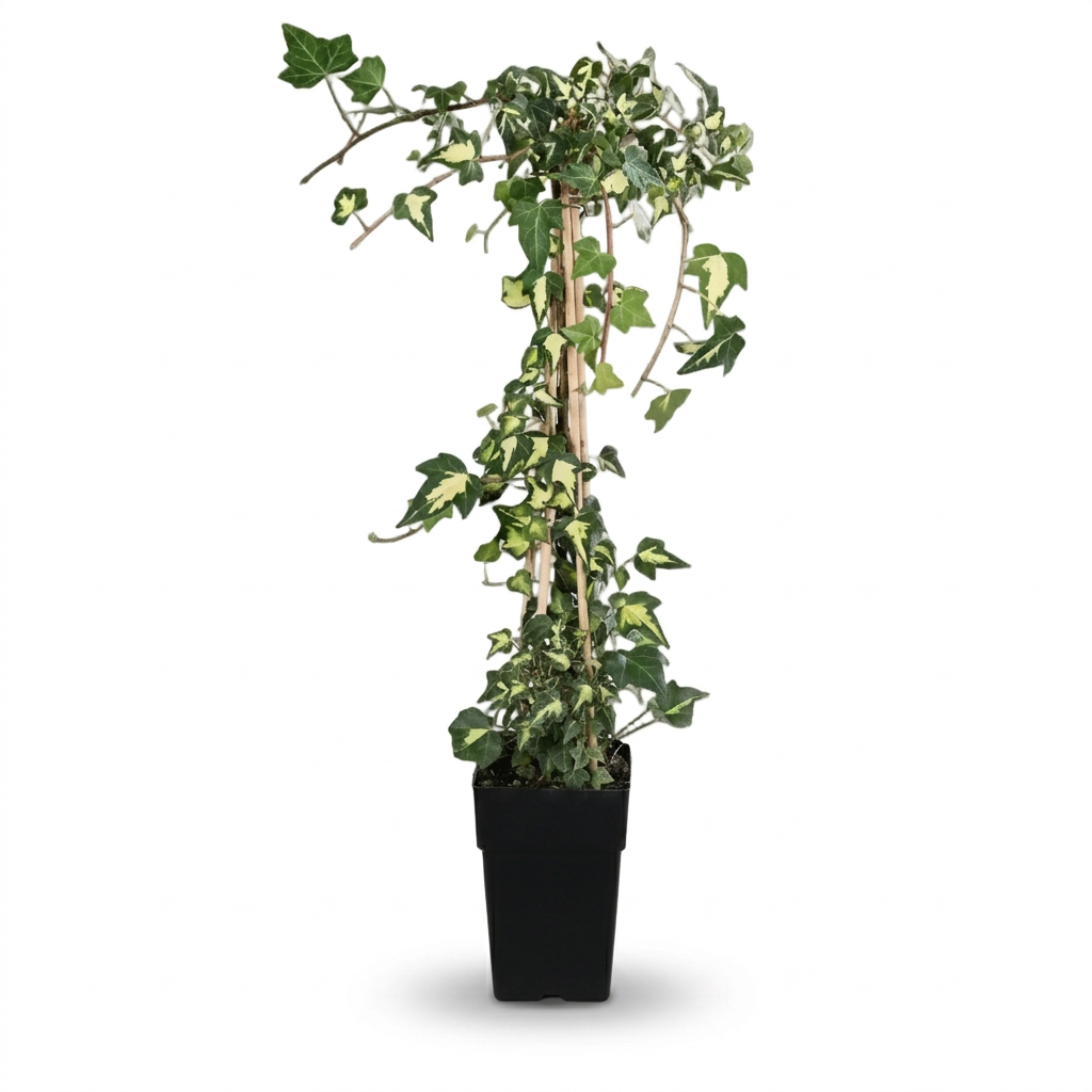 Hedera helix ‘Goldheart’ – Variegated evergreen ivy – D15 x H65 cm - Verdeia - 1