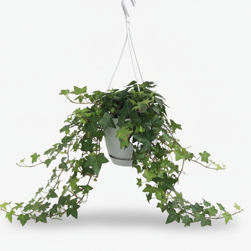 Hedera Helix Groen avec pot suspendu blanc devant un fond blanc
