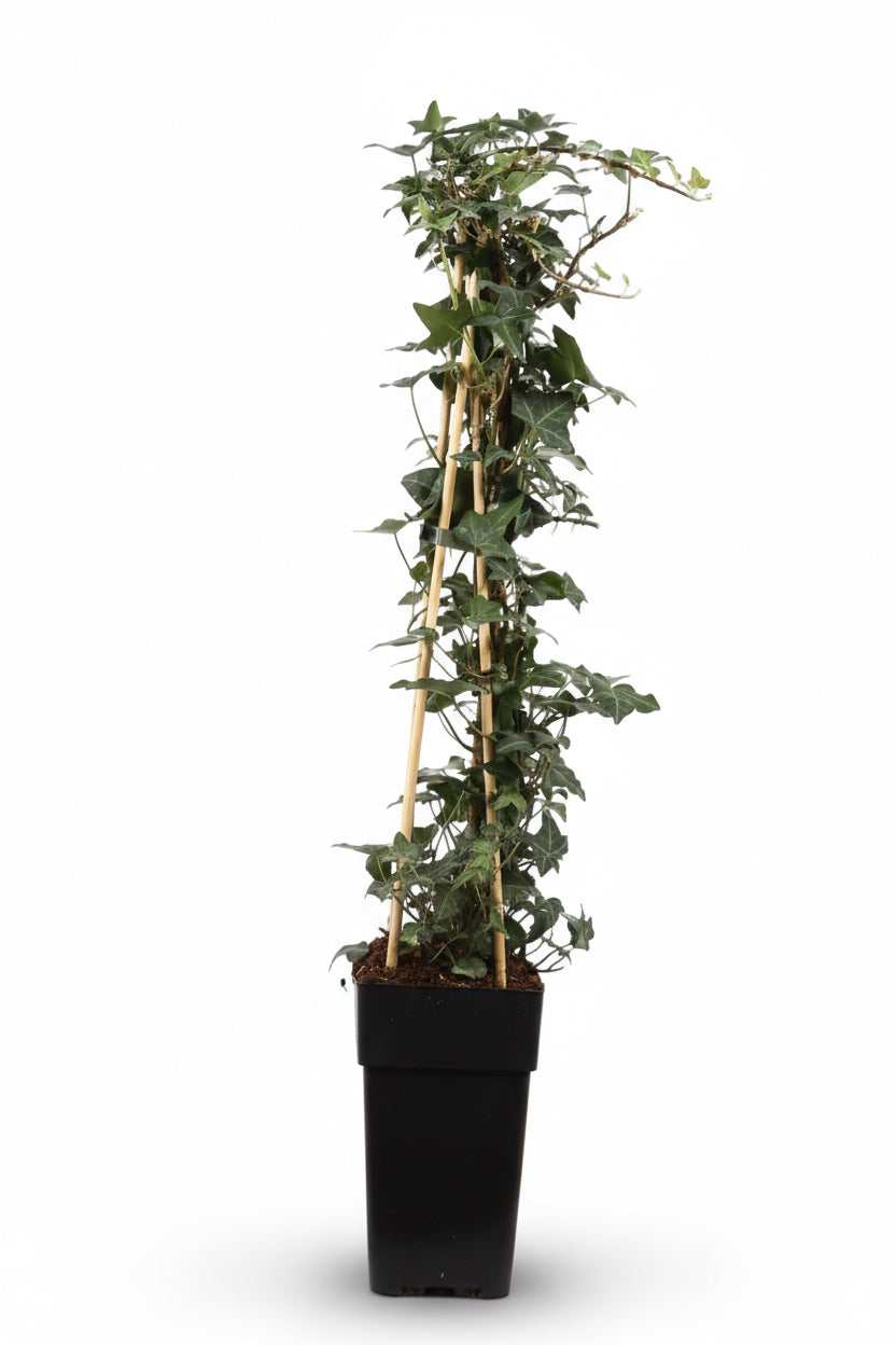 Hedera helix – Hiedra trepadora perenne – Ø15cm – ↕65cm - Verdeia - 1