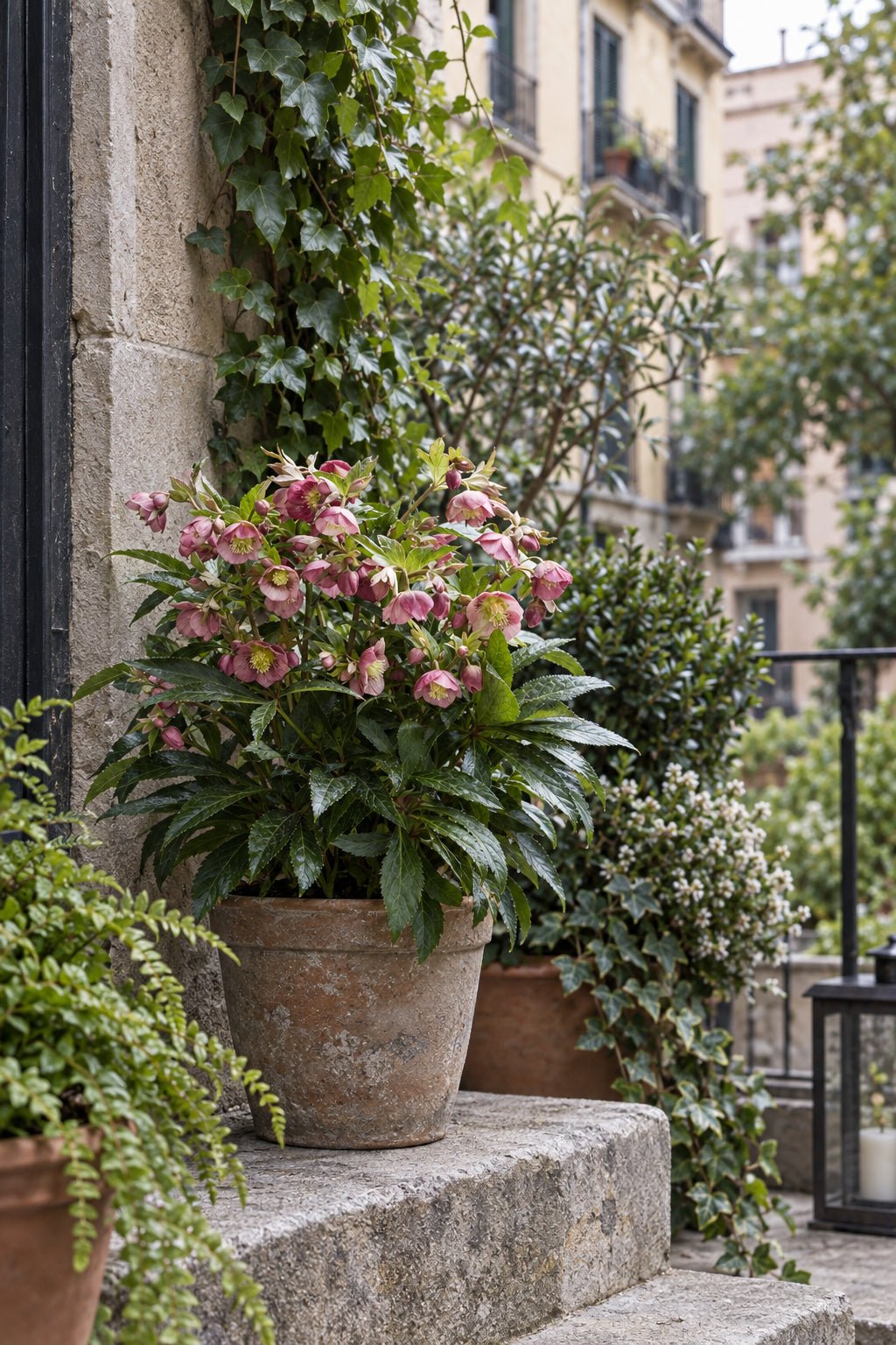 Helleborus × hybridus &