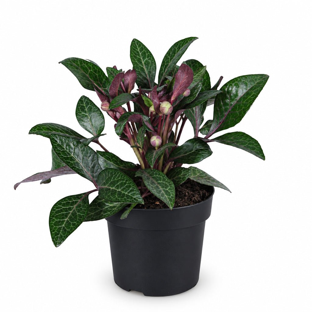 Helleborus lividus &