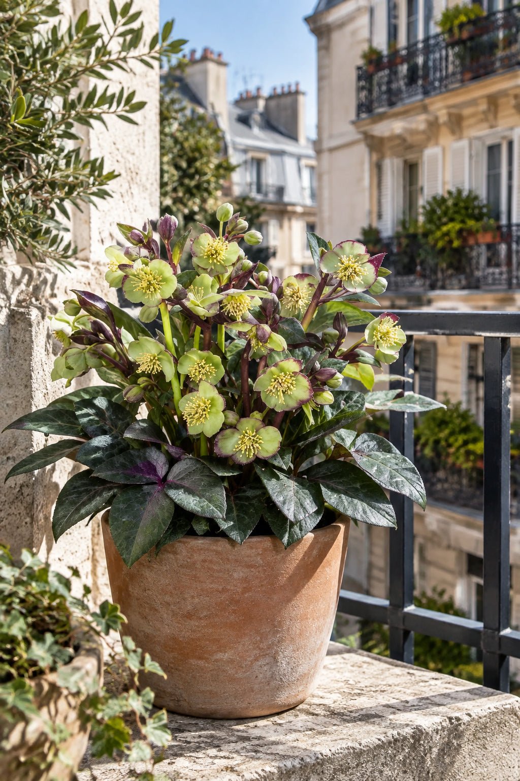 Helleborus lividus &