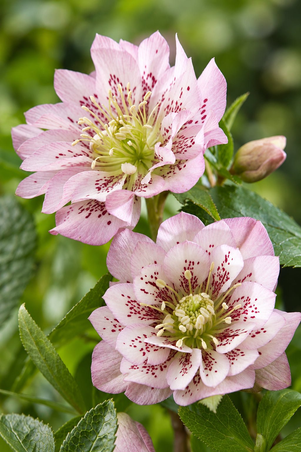 Helleborus orientalis &