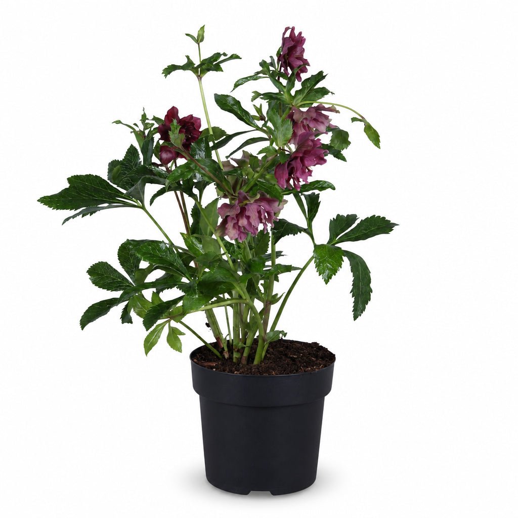 Helleborus orientalis &