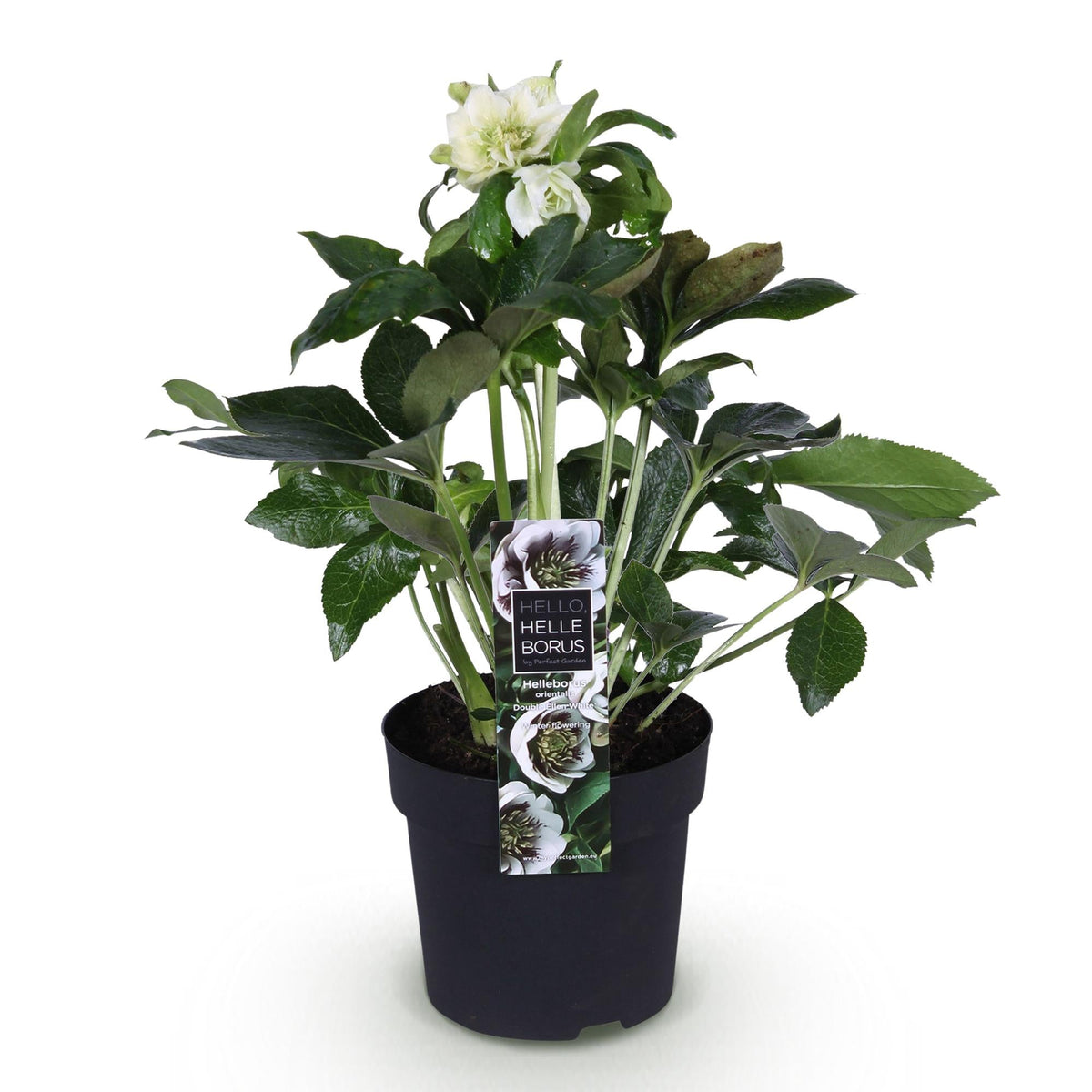 Helleborus orientalis &