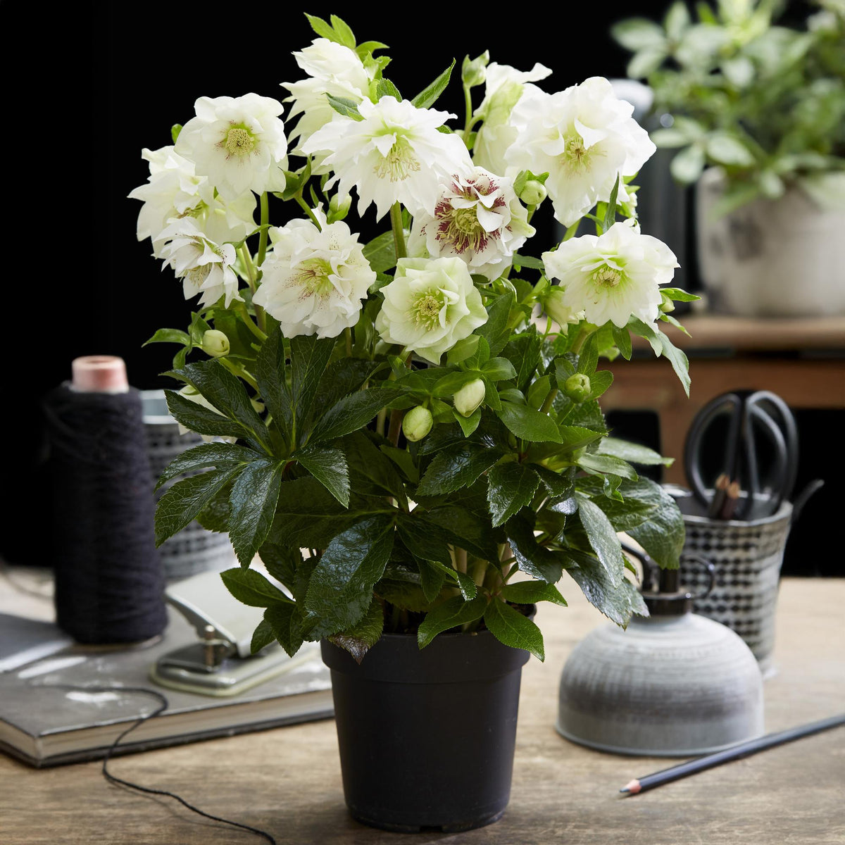 Helleborus orientalis &