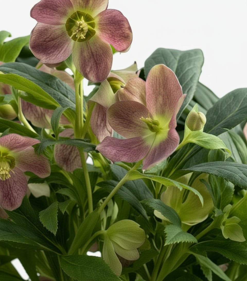 Helleborus ‘Viv Victoria’ — Rose de Noël — Ø17 cm — H45 cm - Verdeia - 2