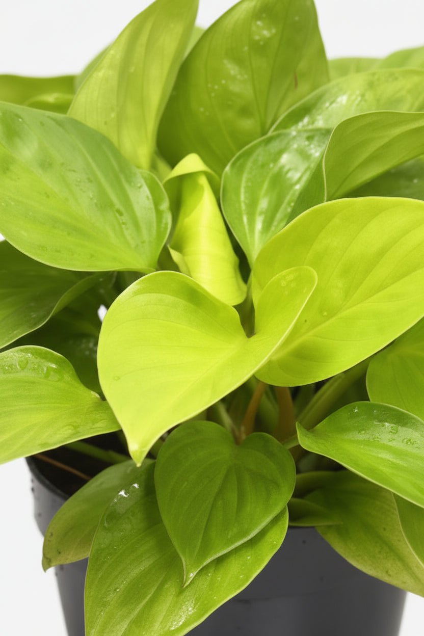 Gros plan sur le feuillage vert citron du Homalomena Lemon Lime