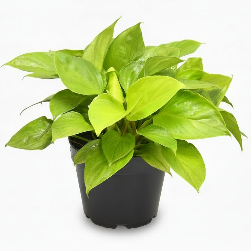 Homalomena Lemon Lime in its black growing pot on a white background
