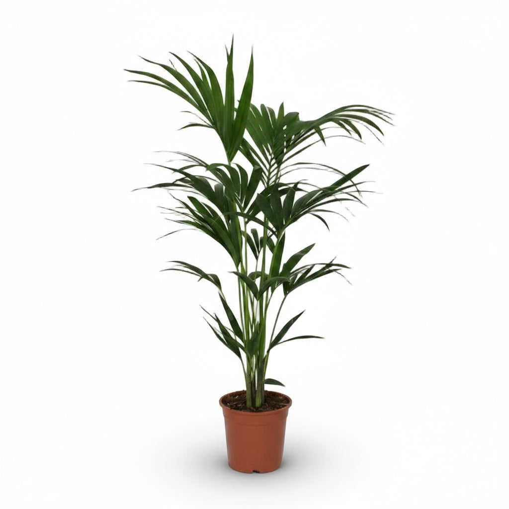 Howea forsteriana – Tropical indoor Kentia palm - Verdeia - 1