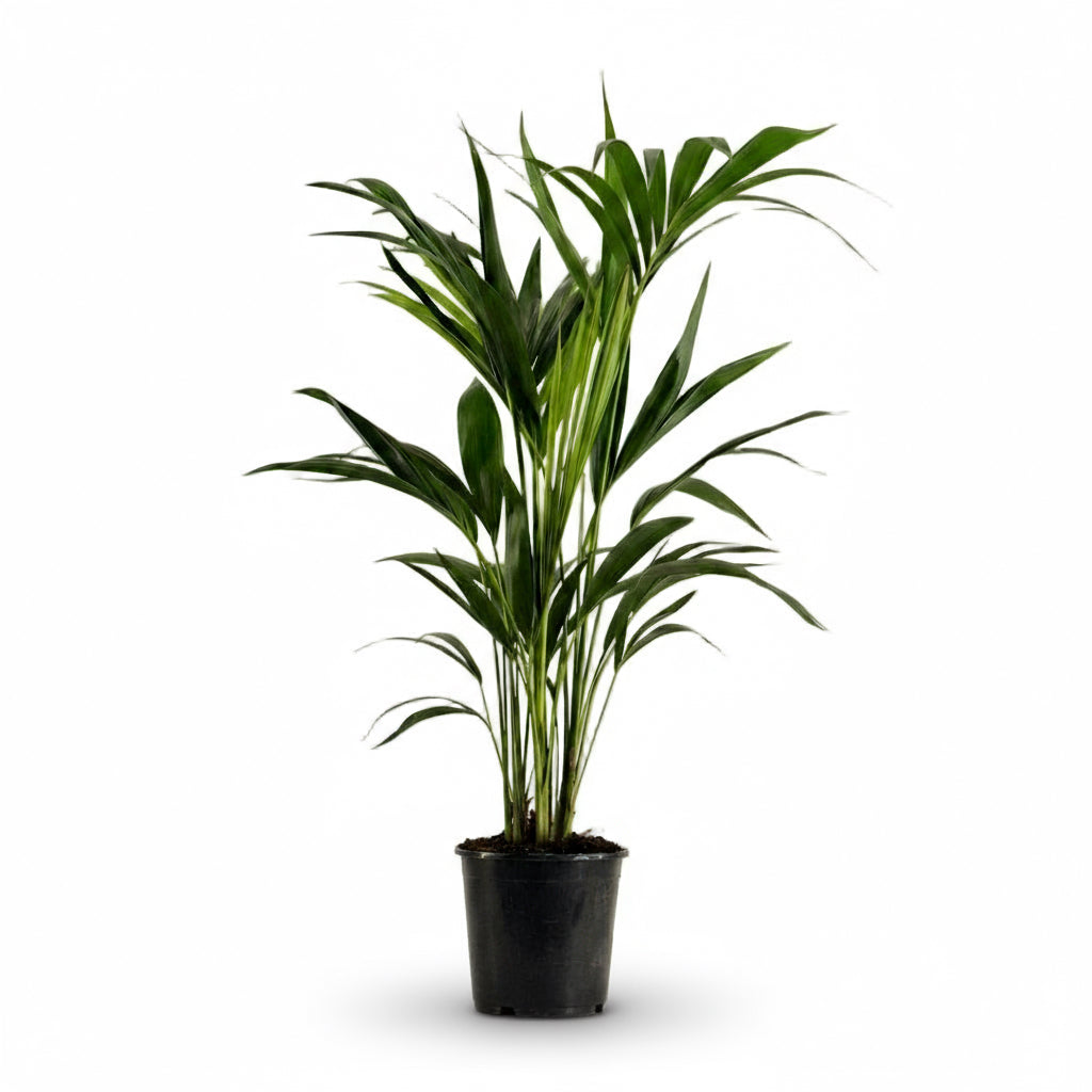 Howea forsteriana – Palmier Kentia d’intérieur tropical - Verdeia - 5