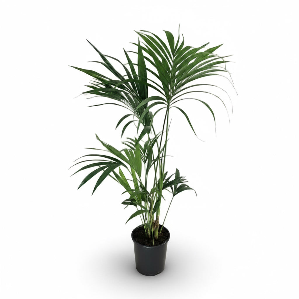 Howea forsteriana – Palmier Kentia d’intérieur tropical - Verdeia