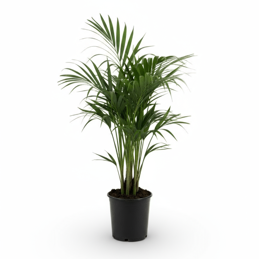 Howea forsteriana – Palma Kentia tropical de interior - Verdeia - 4