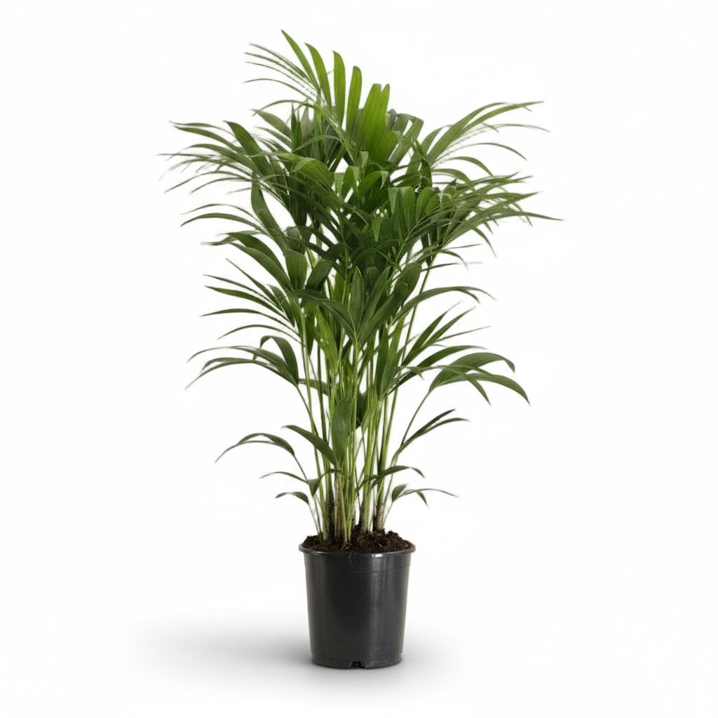 Howea forsteriana – Palmier Kentia d’intérieur tropical - Verdeia