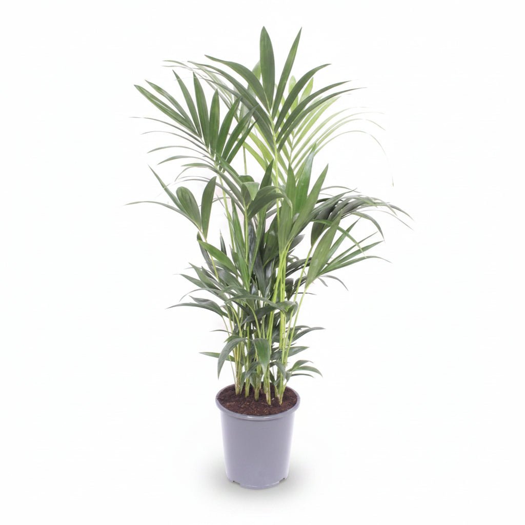 Howea forsteriana (Palmier Kentia) - Verdeia - 15