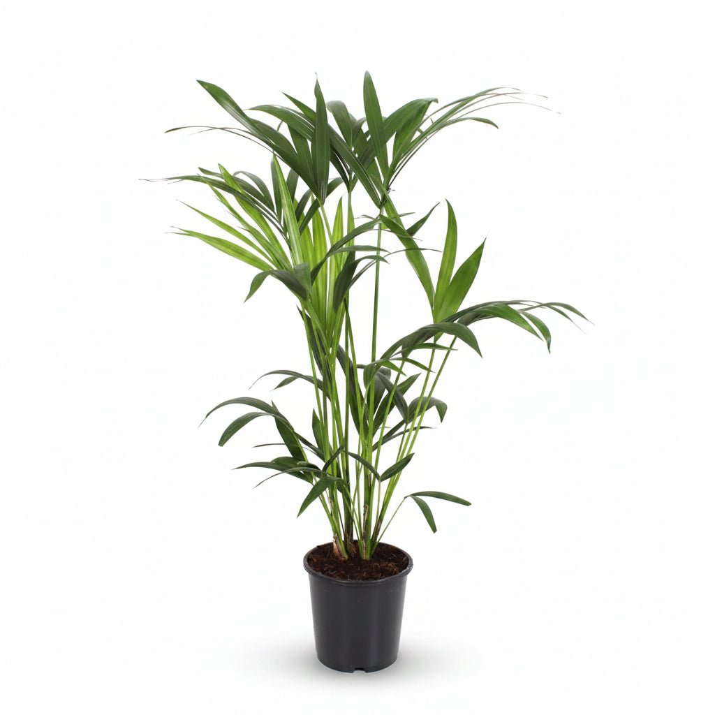 Howea forsteriana (Palmier Kentia) - Verdeia - 14